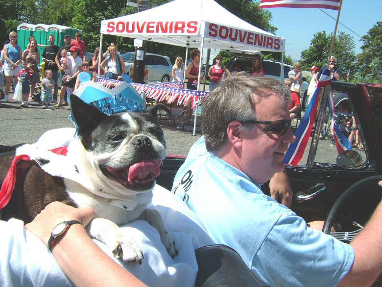 Otis with a blue crown and cape sits on the back of a car in the 4th of July parade.